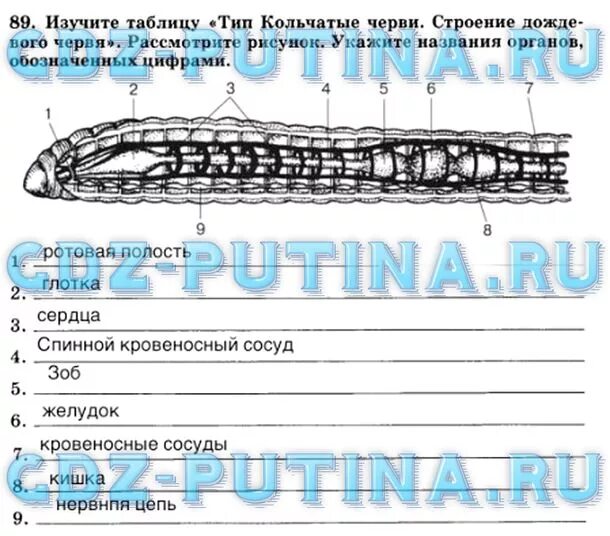 Укажите название органов обозначенных. Укажите название органов обозначенных цифрами. укажите название органов обозначенных цифрами кольчатые черви. укажите названия органов обозначенных цифрами тип кольчатые черви. укажите название органов кольчатого червя обозначаемых цифрами.