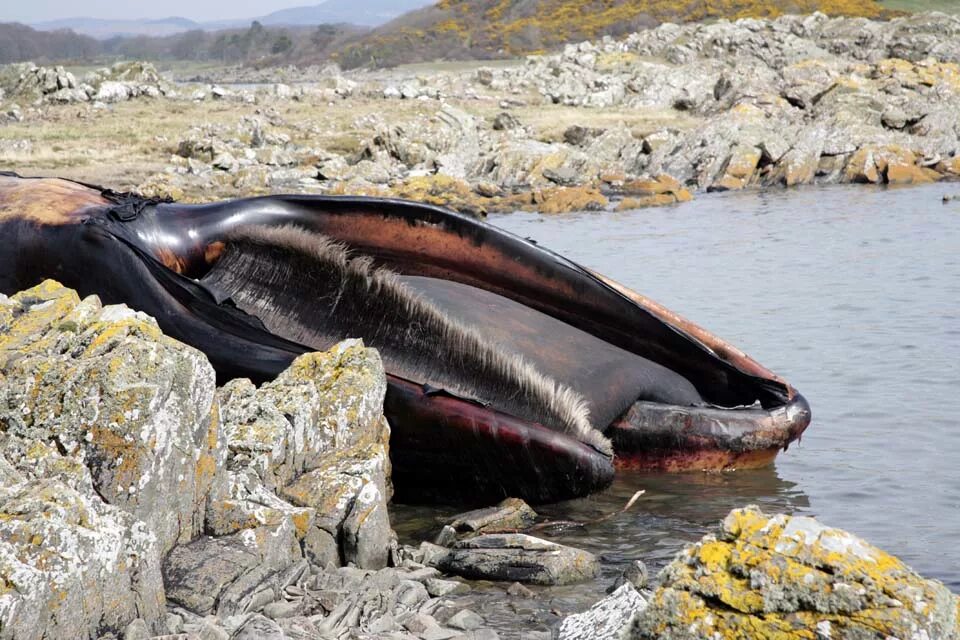The largest animal in the world. Самый большой морж в мире. Самый большой морской слон. Гиганты мира животных. Индрикотерий эволюция.