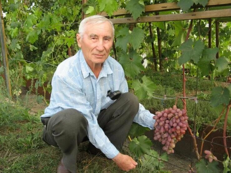 Виноградари Новосибирска Воронцовы. Сайты виноградарей