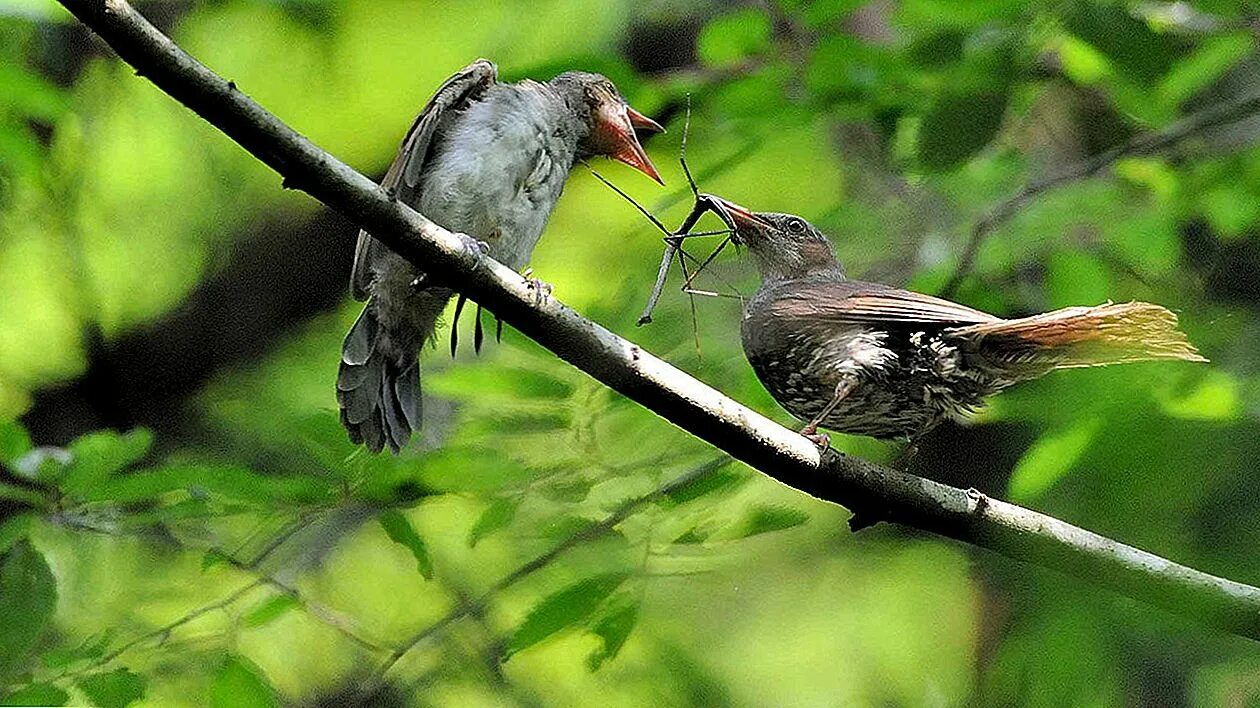 Птицы едят железо. Птица попалась в сеть. Птица ест камеру. Какие птицы враги палочника. Почему птицы едят камни.