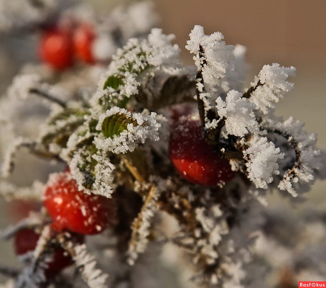 Опушка соснового леса цветы колючего шиповника. Rosa spinosissima. Шиповник бедренцелистный. Сосновый бор опушка. Придумать предложение со словом гора.