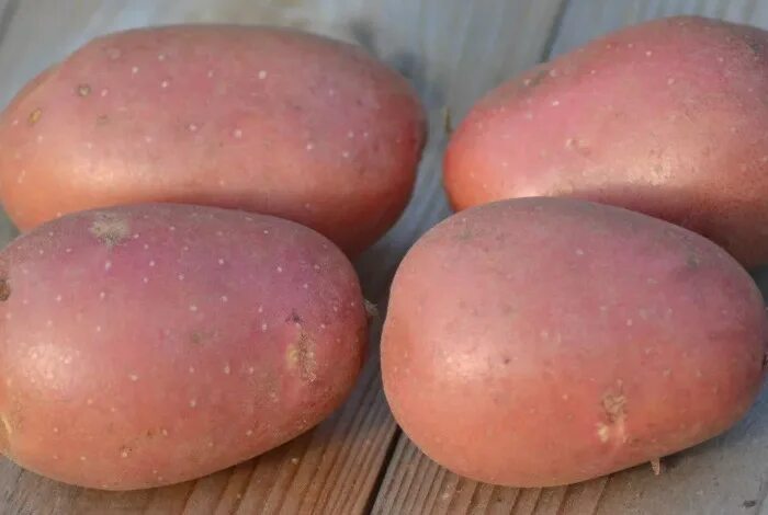 Сорт картошки фламинго. Кубанские сорта картофеля. Дока генные технологии сорта картофеля. Картофель сорт агнета. Сорт картофеля ред леди.