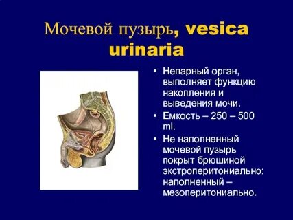 Обзор органов