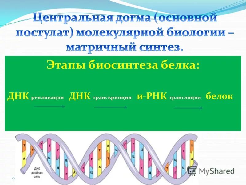 Какова роль нуклеиновых кислот в биосинтезе белка. Синтез РНК И белков какой органоид.