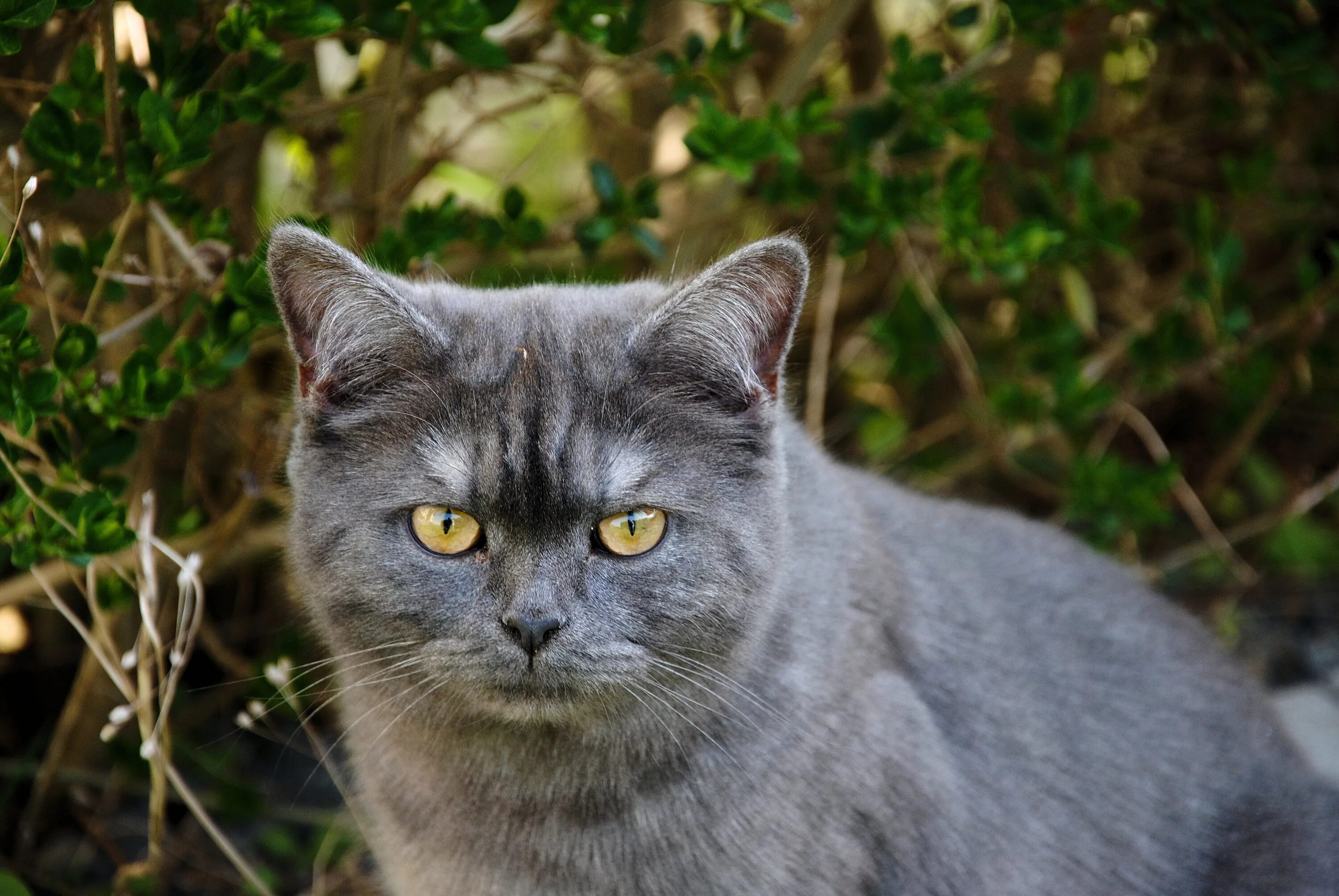 Кошка с желтыми глазами порода. Шартрез кот полосатый. Шартрез порода кошек. Серый гладкошерстный кот. Кошка серая.