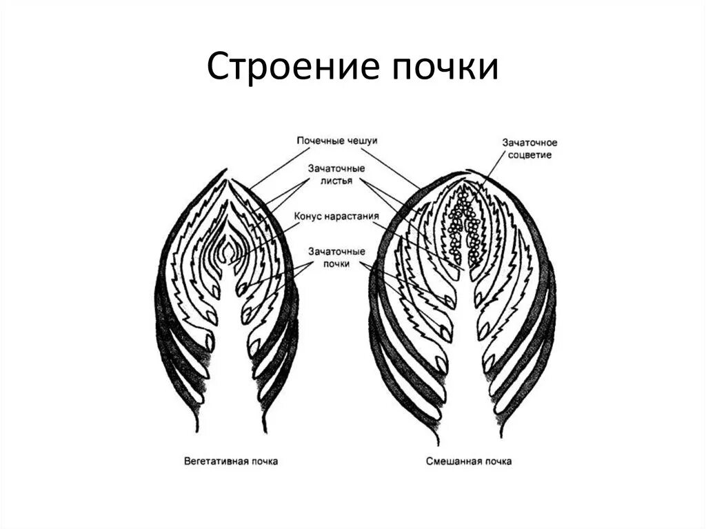 Схематический рисунок строения почки. Строение почки растения егэ биология. строение почки растения егэ. строение почки ботаника. внутреннее строение почки растения.