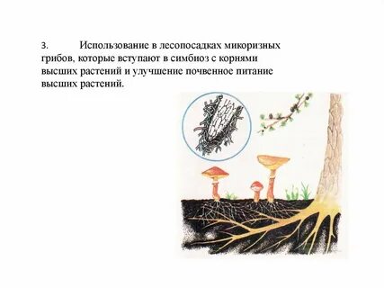 Почему грибокорень считают симбиозом