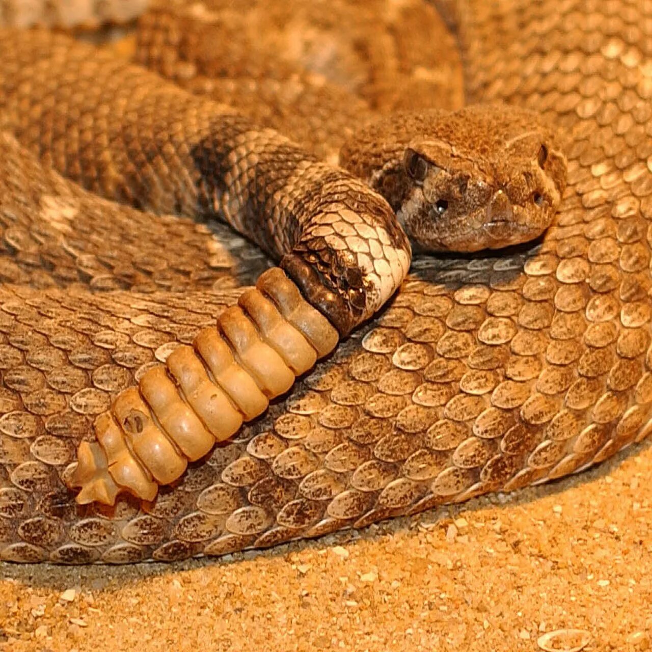 Гремучая змея где. Crotalus Atrox. Гадюка гремучая змея. Crotalus vegrandis. Алмазный гремучник.