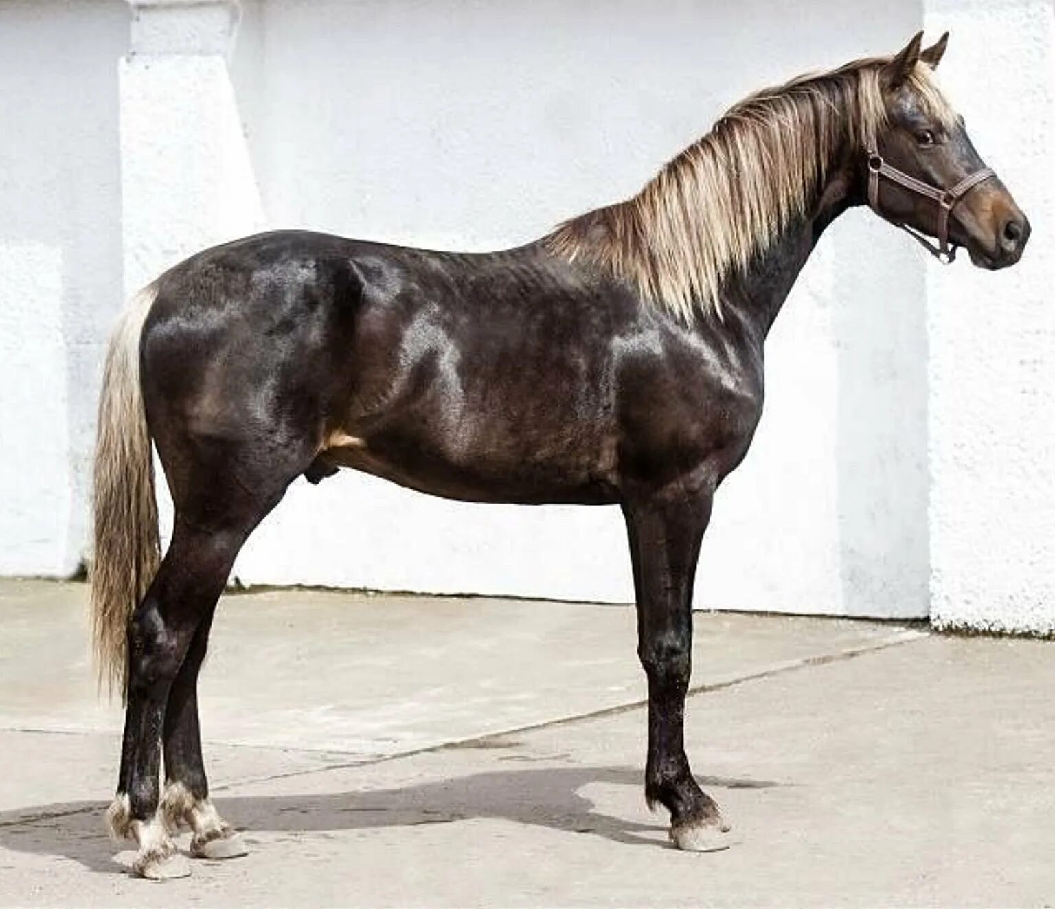 Рассмотрите фотографию коричневой лошади с черными ногами. Игреневая масть. серебристо-гнедая масть лошади. серебристо вороная масть. гнедая чалая масть.
