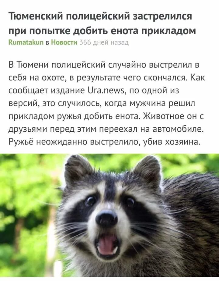 Енот. Смешные фразы про енота. Цитаты про енотов. Смешные фразы про енотов