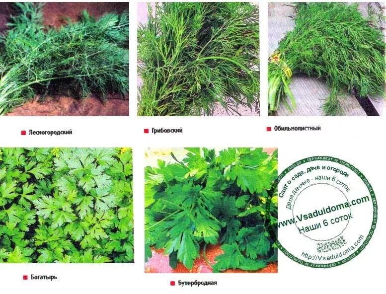 Кинза и петрушка. Кинза петрушка разница. Кинза и петрушка одно и тоже. Как отличить кинзу от петрушки. Петрушка кориандр кинза.