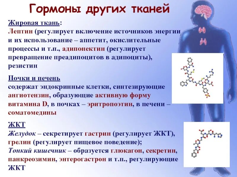 Нейролептин. Гормоны жировой ткани. Тканевые гормоны. Понятие тканевых гормонов. Гормоны жировой ткани и их функции.