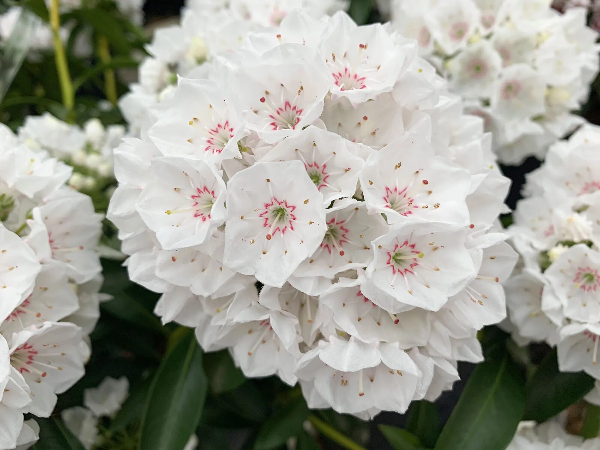 Kalmia latifolia MOUNTAIN LAUREL Seeds! eBay