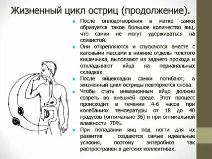 Продолжительность жизни острицы