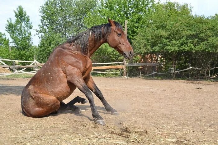Log In or Sign Up to View Horses, Horse life, Beautiful horses