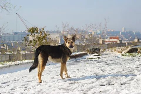 Приморск собака