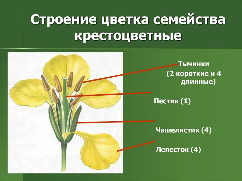 Крестоцветные рассматриваются как семейство. Семейство крестоцветные строение цветка. Крестоцветные чашелистики. Строение цветка крестоцветных. Цветок крестоцветных чашелистики.