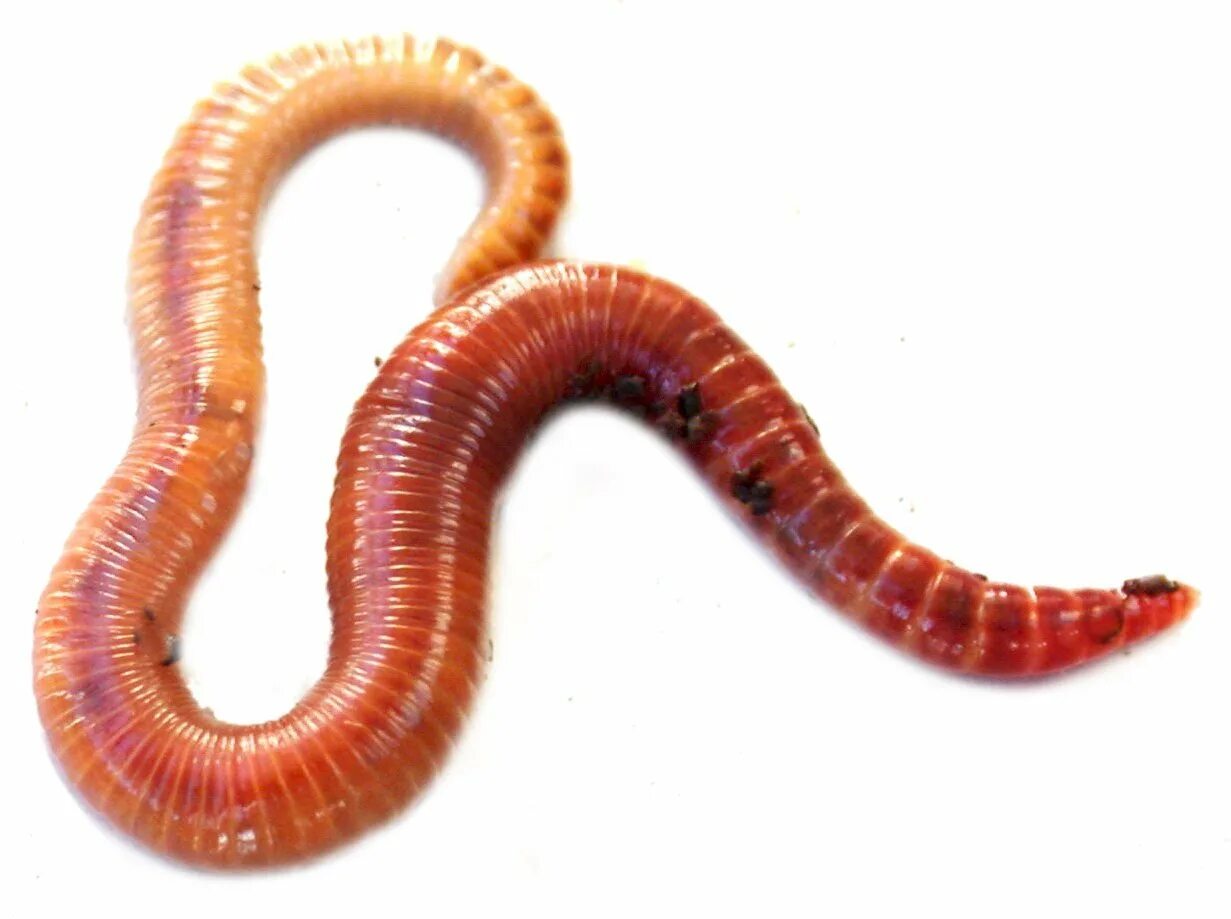 Червь навозный (Eisenia foetida). Красный калифорнийский червь. Калифорнийский червь и навозный. Эйзения Малевича (Eisenia Malevici).