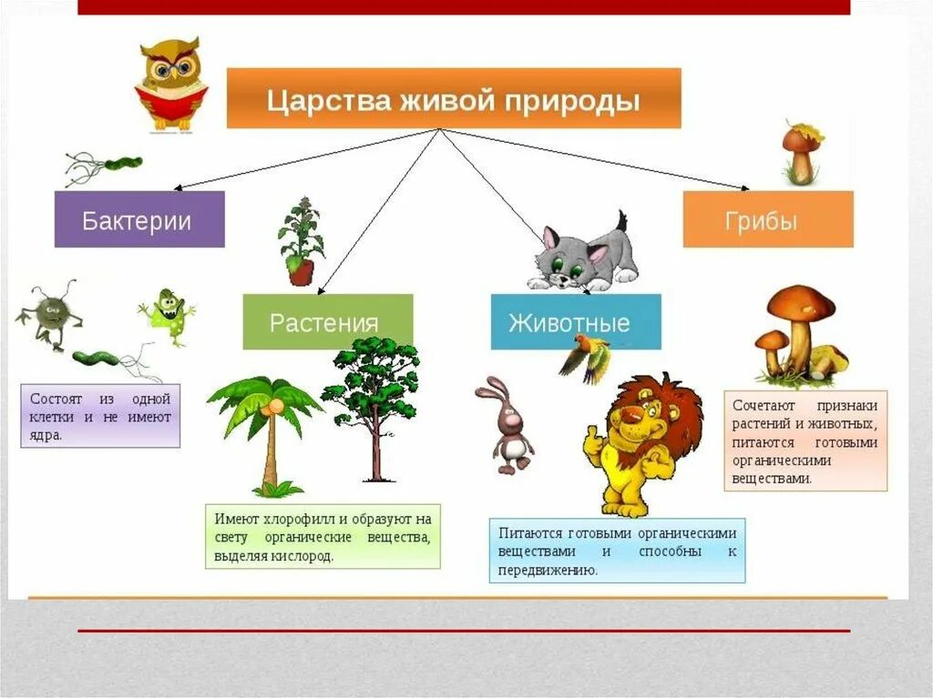 Многообразие живой природы. Царства живой природы. Царства живой природы схема. Царства живой природы 5 класс. Сколько на земле существует царств