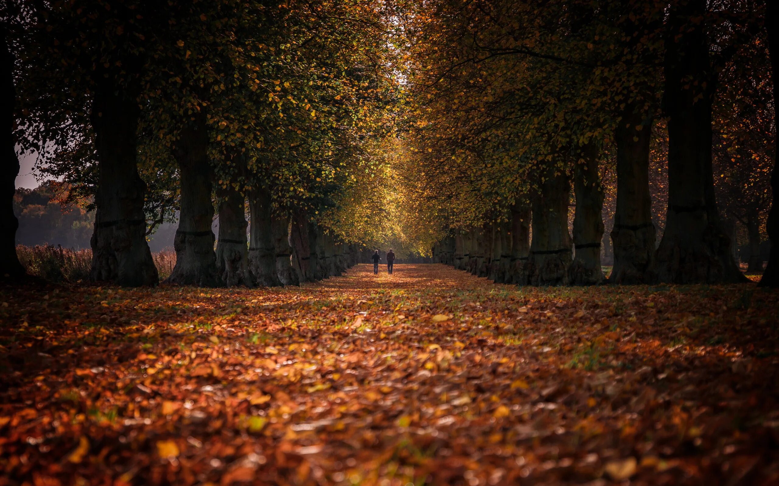 Осень без людей. Осенняя аллея. Осенний парк. Осень в парке. Осень аллея.