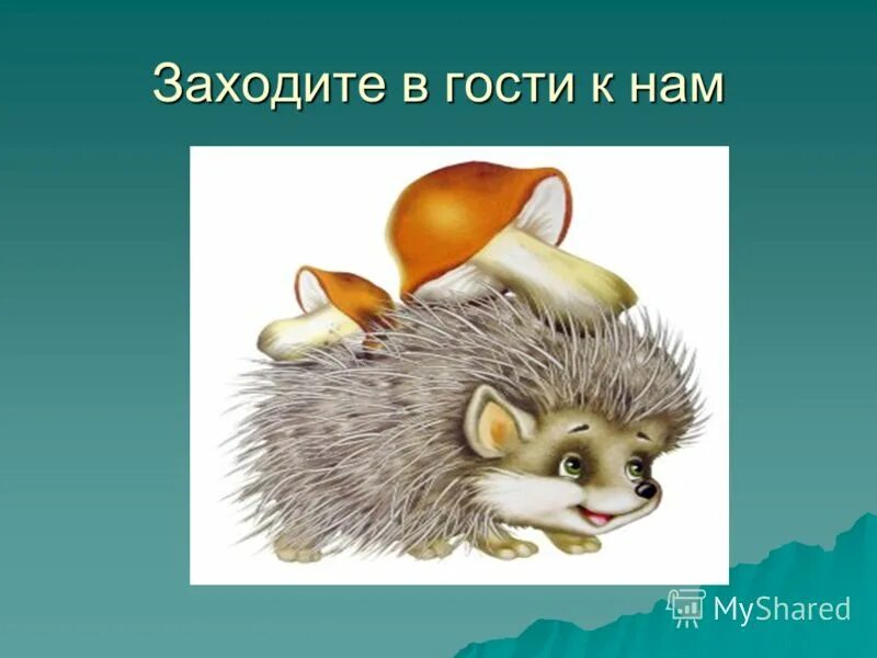 К какой группе относится ежик. Группа ежики. девиз ежики. девиз группы ёжики. девиз группы ежики в детском саду.