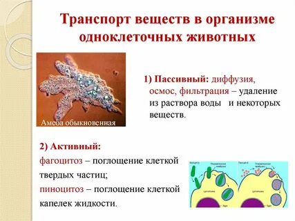 Транспорт у животных
