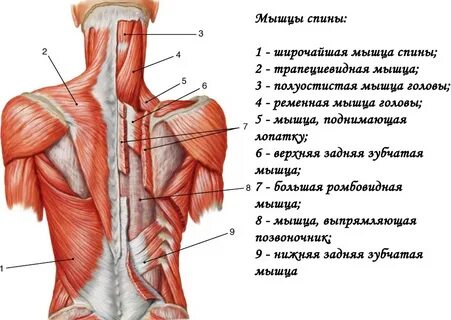 Напряжены мышцы позвоночника