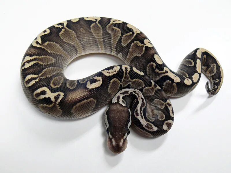 Удав песни. Королевский питон Axanthic. Axanthic Ball Python. Питон Региус Speed. Phantom Mojave Региус.