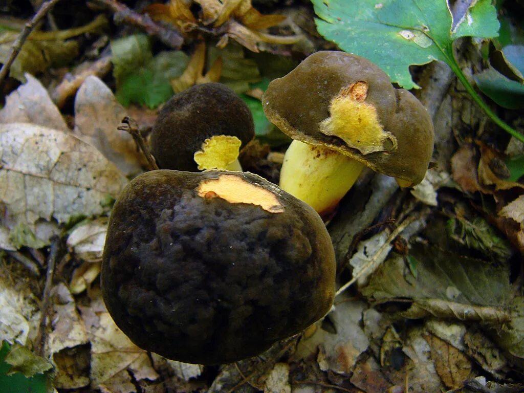 моховик красный xerocomus rubellus. съедобный гриб в бархатной шляпке. моховик цисальпийский. гриб с бордовой шляпкой. моховик бархатный гриб.