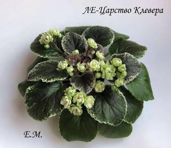 Фиалка царство клевера фото. Фиалка dn bora bora. Царство фиалки. Фиалка царство клевера фото. Фиалка клевер фото.