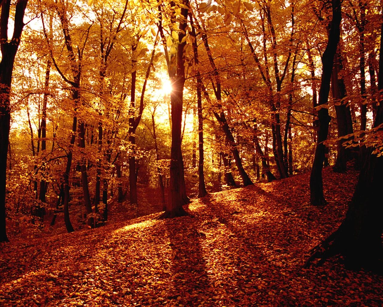 Autumn starts