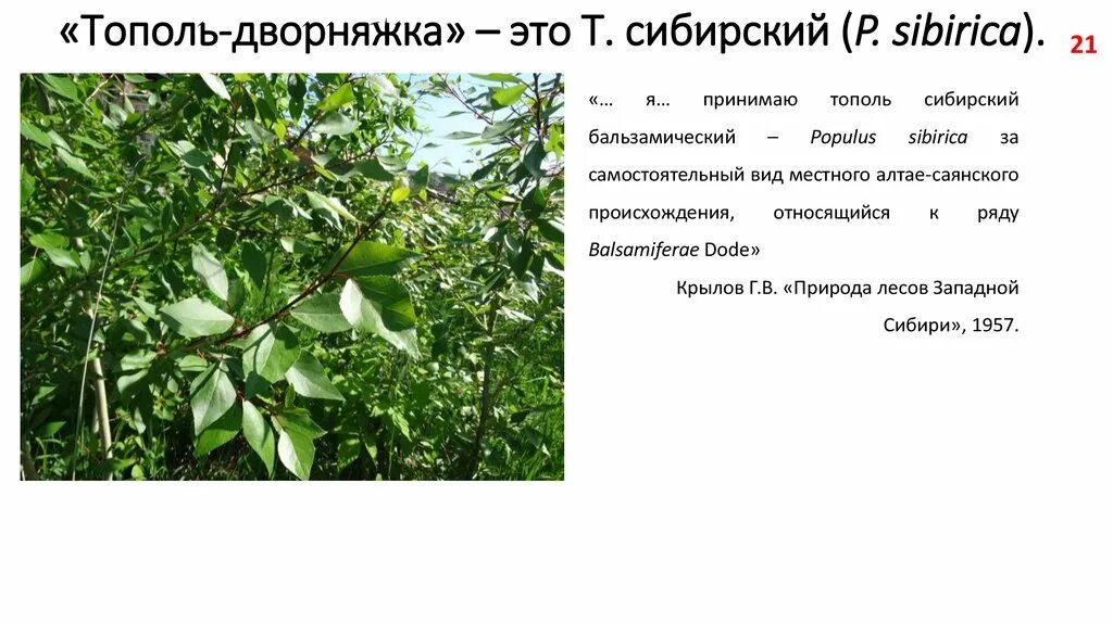 Тополь значение. Тополь сибирский лист. тополь бальзамический описание. тополь бальзамический диаметр ствола.