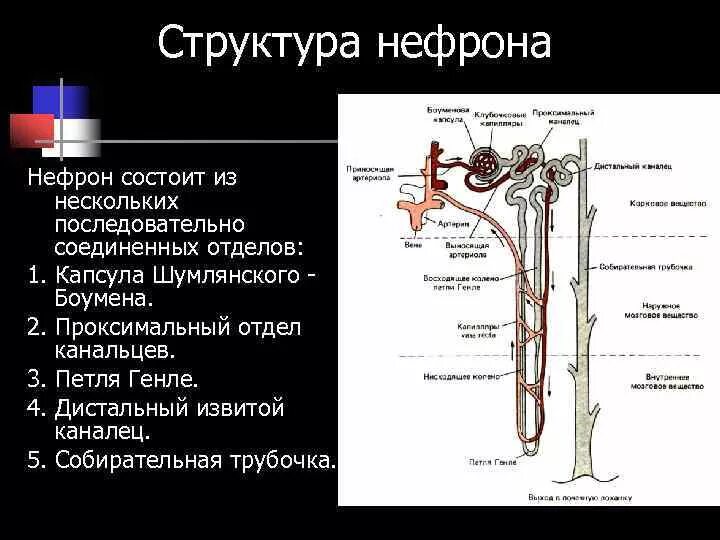 Прохождение мочи по нефрону последовательность. Выделительная система человека строение нефрона. Капсула Шумлянского Боумена петля Генле. Капсула нефрона петля. Петля Генле извитой каналец.