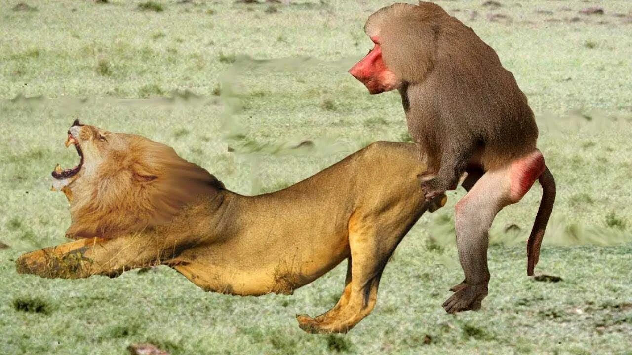 Обезьяна на дереве. Лев есть обезьян. Мартышка и лев. Леопард ест обезьяну. Лев есть обезьян.