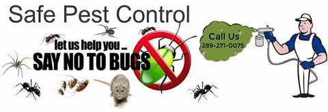 Bug перевод