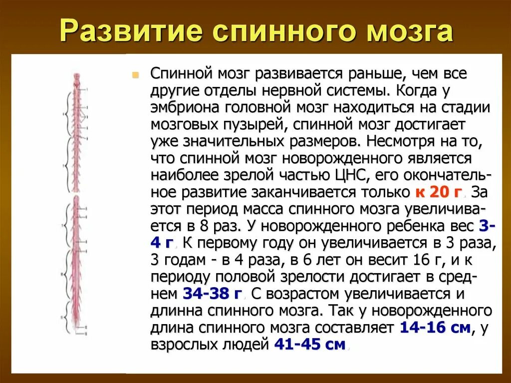 Возрастные изменения мозга. Особенности развития спинного мозга. Этапы развития спинного мозга. Основные этапы развития спинного и головного мозга. Основные этапы развития спинного мозга.