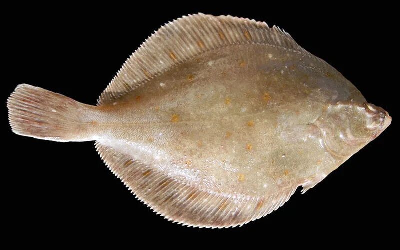 камбала без запаха. рыба камбала мурманская. камбала черноморская. камбала калкан черноморская. камбала палтусовидная.