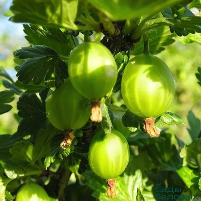 Крыжовник уральский изумруд. Крыжовник бесшипный уральский изумруд. Крыжовник уральский изумруд. Крыжовник уральский бесшипный. Крыжовник бесшипный сириус.