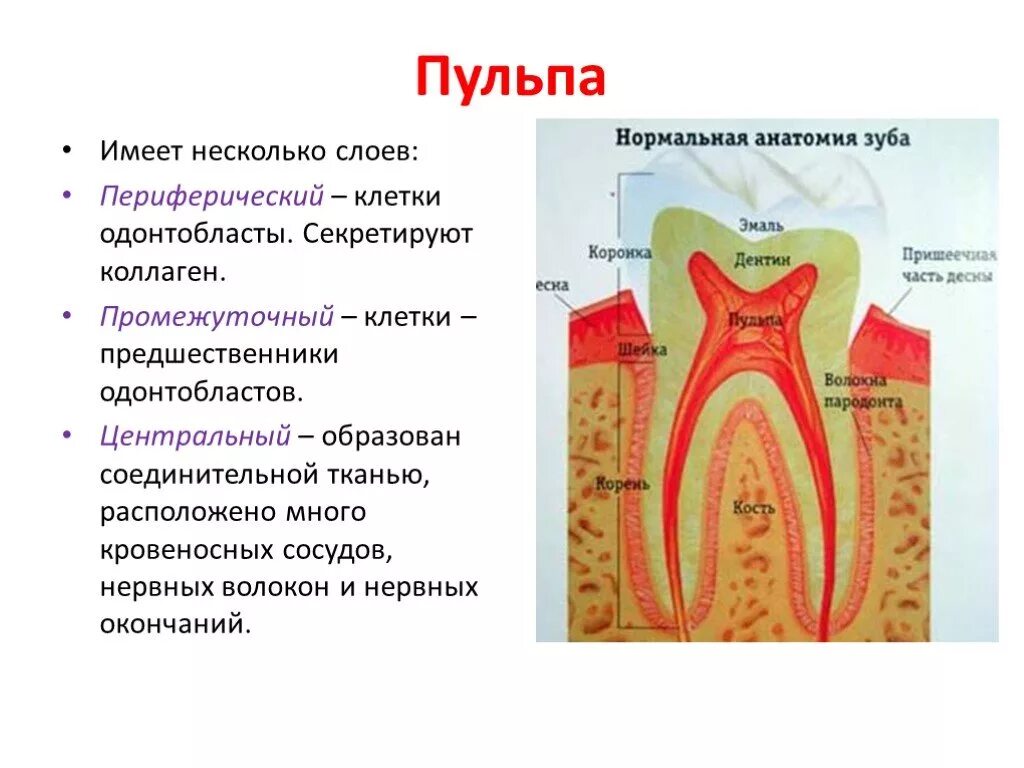 Функции тканей зубов. Гистологическое строение пульпы. Строение пульпы анатомия. Строение пульпы зуба. Анатомия гистология физиология пульпы.