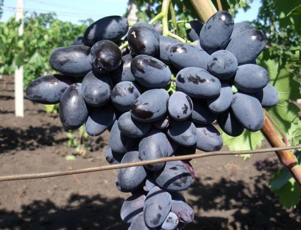 Купить Саженцы винограда Саперави северный в Волгограде VINOGRADLIFE саженцы вин