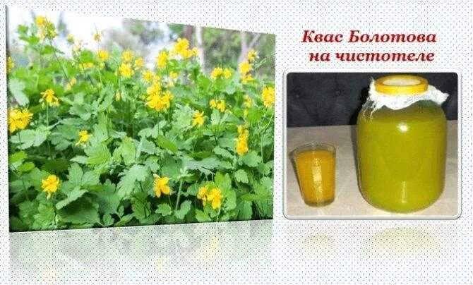 Квас из чистотела по болотову. Квас бориса болотова на чистотеле. Квас болотова на чистотеле отзывы. Квас бориса болотова на чистотеле. Квас из чистотела по болотову.
