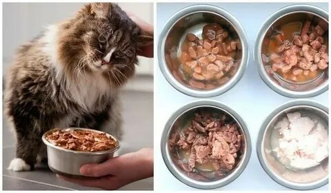 Кошачий рецепт