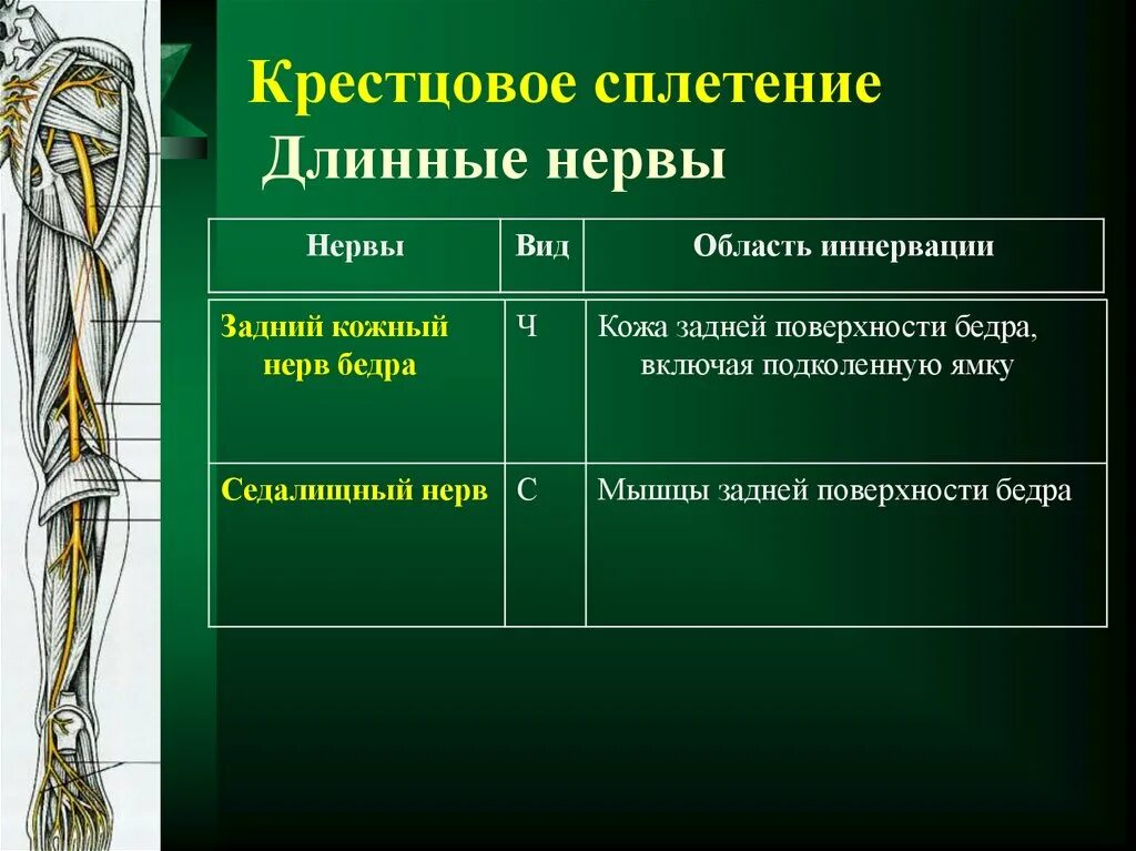 Переднюю поверхность бедра иннервирует нерв. Иннервация поясничного сплетения. поясничное и крестцовое сплетение область иннервации. пояснично-крестцовое сплетение таблица. крестцовое сплетение схема иннервации.