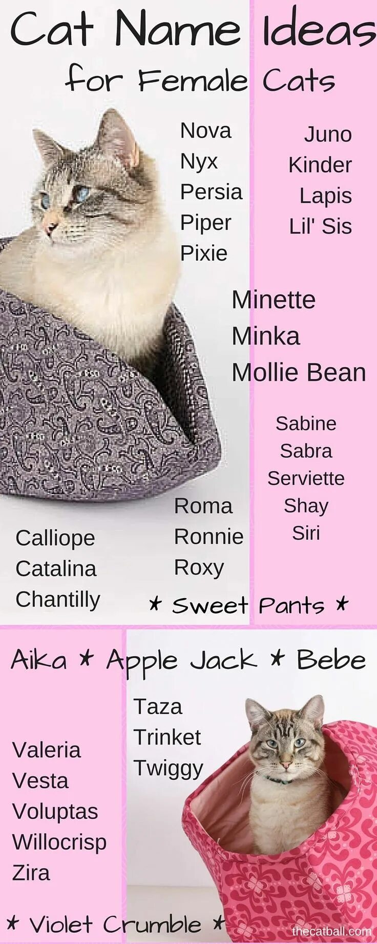 My cat new. Красивые кошачьи имена для кошек. Имя для кошечки. Красивые имена для кошечек. Самые классные имена для кошек.