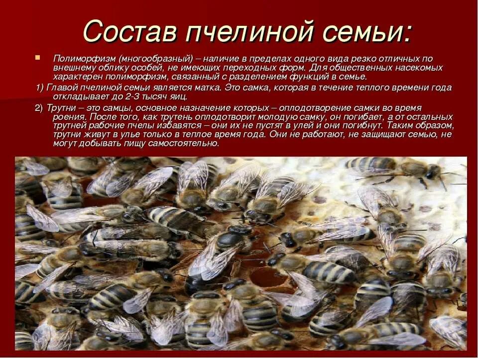 пчелиная иерархия. иерархия муравьиной и пчелиной семьи. пчелиная иерархия. структура пчелиной семьи схема. иерархия пчелиной семьи схема.