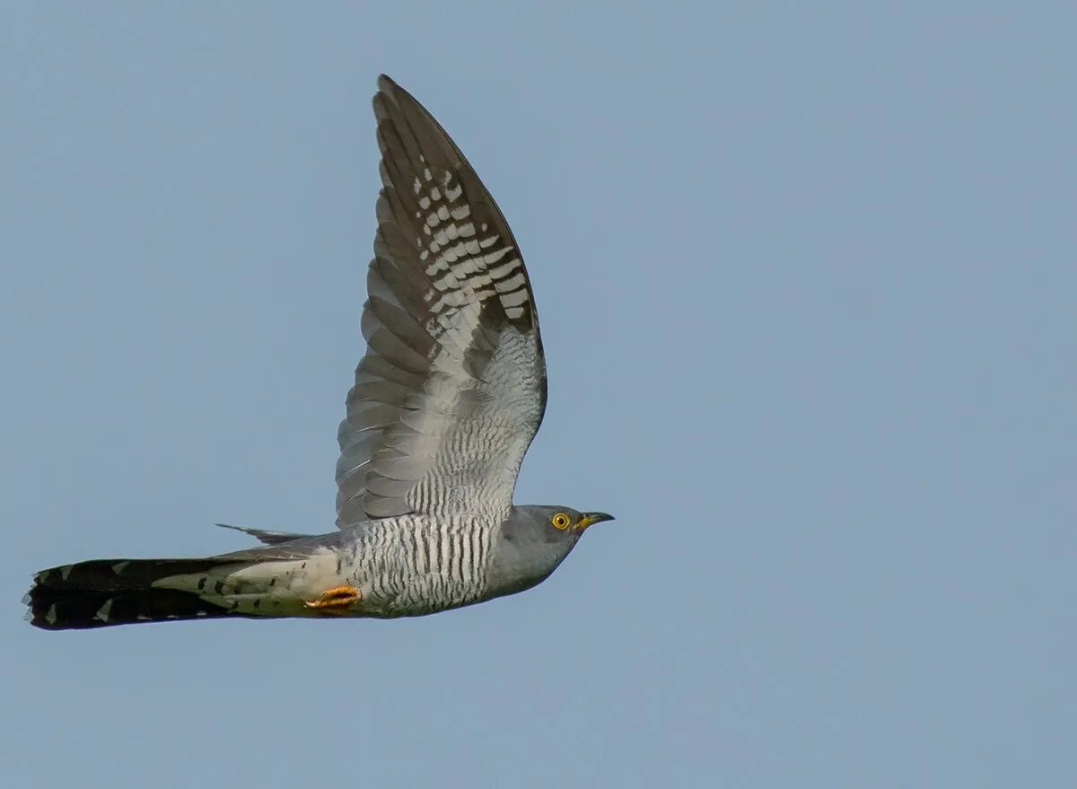 Кукушка. Сокол-кукушка. Вилле хаапасало кукушка. Кукушка летает. Кукушка поет.