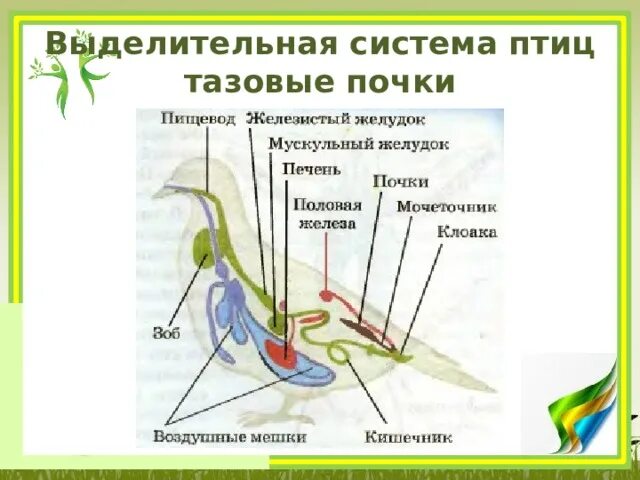 Основными органами выделения у птиц являются. Система органов выделения птицы. стр1ение вы3е2ите20н1й системы птиц. класс птицы 7 класс выделительная система. строение выделительной системы птиц.
