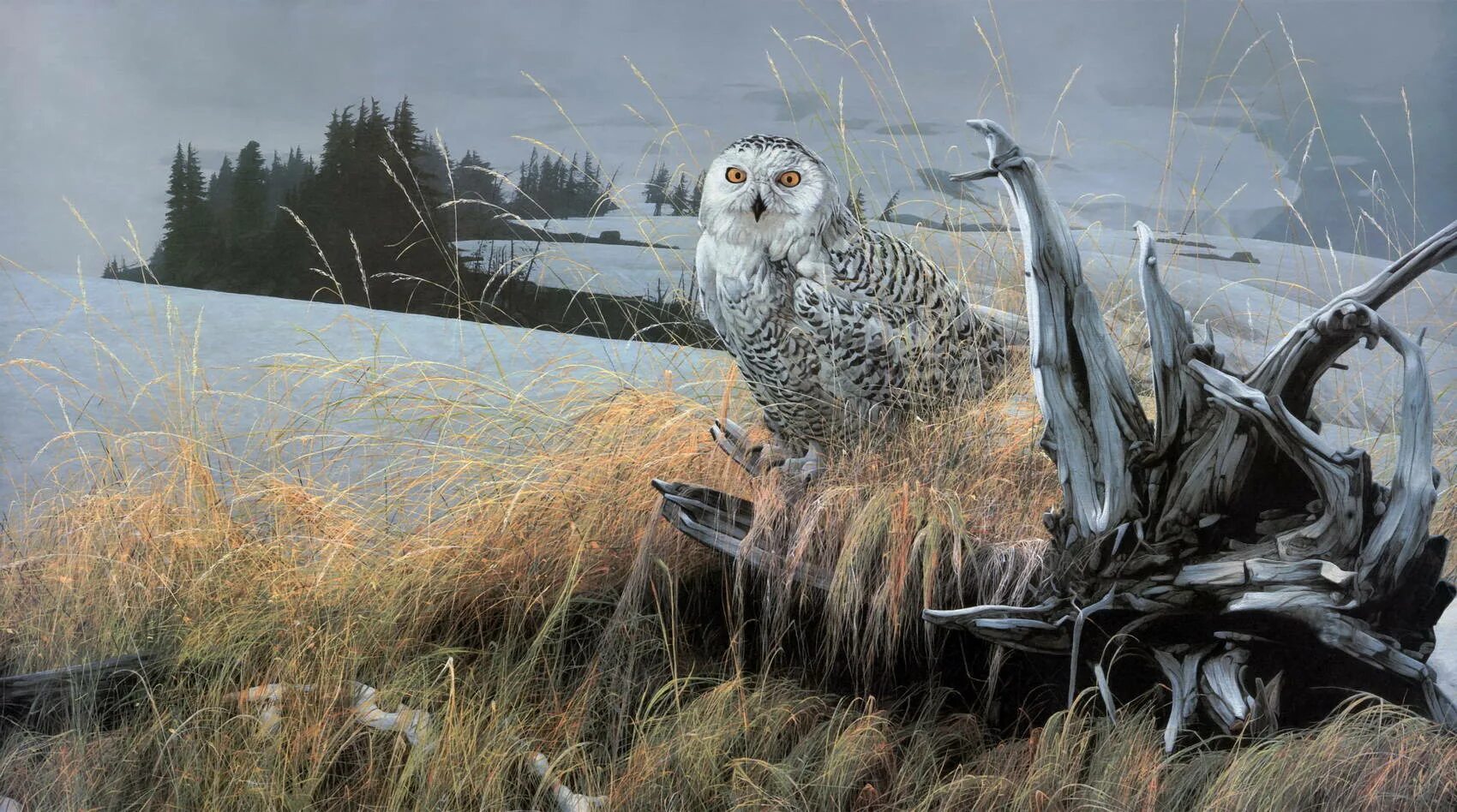 Дозор животные. Robert Bateman Сова.