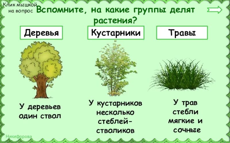 Какие группы деревьев. Деревья, ку, тарники, травы. деревья кустарники травы. группы растений деревья кустарники и травы. деревья кустарники травы для дошкольников.