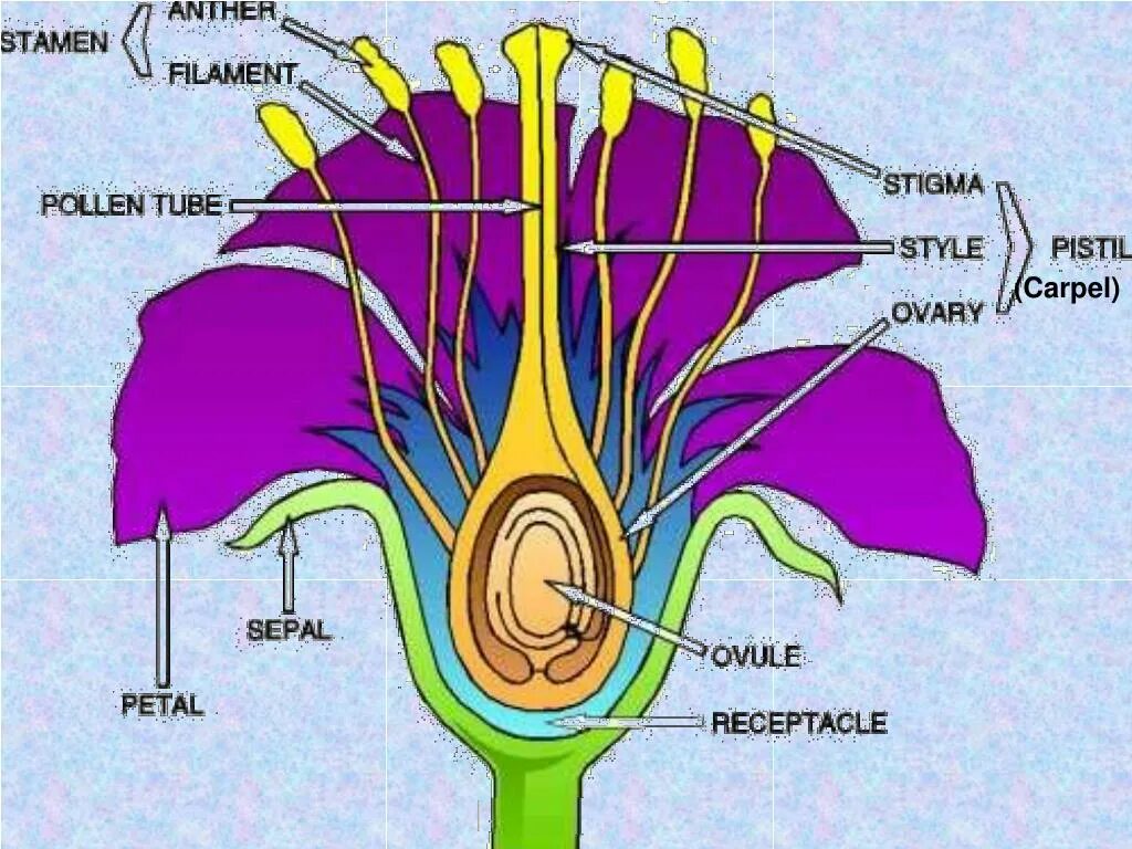 Хрусталик цветок. Reproduction Parts of Flower. Flower structure. Corolla, Calyx, stamen Pistil.